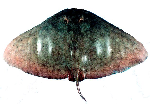 Gymnura altavela_05.jpg